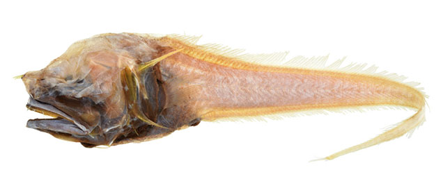 preserved assfish yellow in color