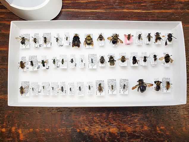 pinned bee specimens in white container
