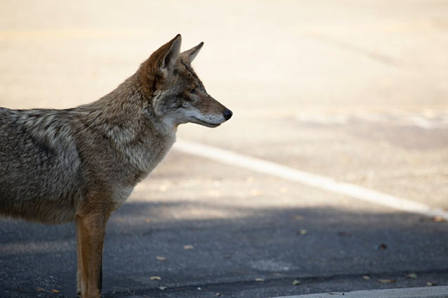 coyote in parking lot ben-mater via unsplash