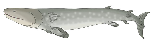 illustration of grey fish with white spots