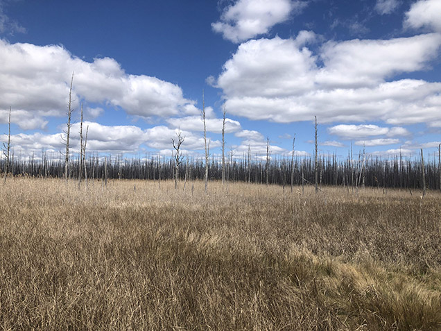 forest of dead trees with blue sky and puffy white clouds
