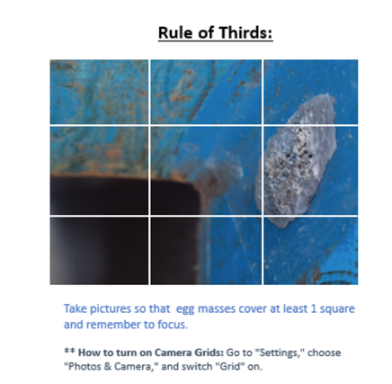 rule of thirds image showing grid over photo of spotted lanternfly eggs
