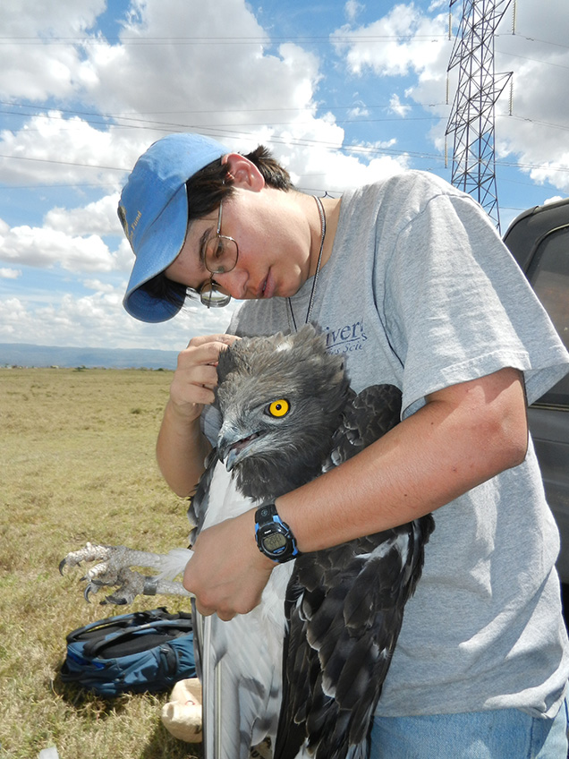 scientist in blue baseball cap holds a large hawk for research 