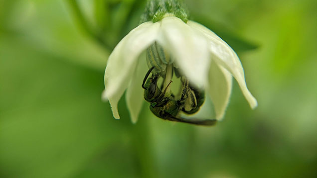 An insect hanging on a white flower.