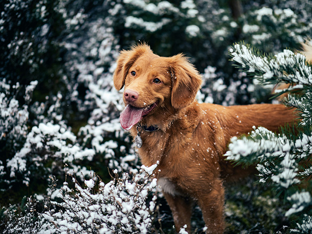 A brown dog standing in a winter forest.