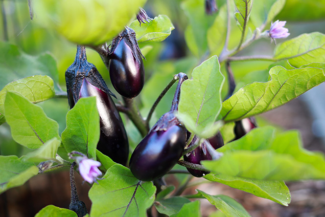 An small eggplant on a vine