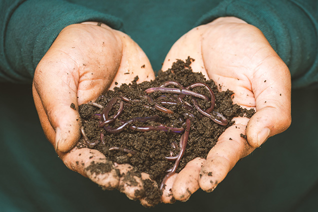 Hands holding dirt with worms.