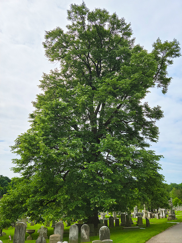 A tree located in Laurel Hill Cemetery. 