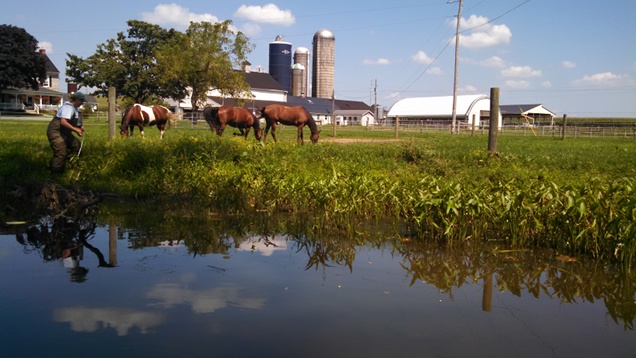 Pond with horses