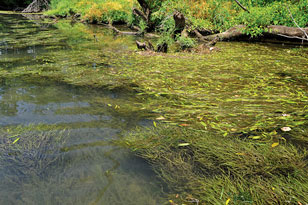 macrophytes in the Holston River