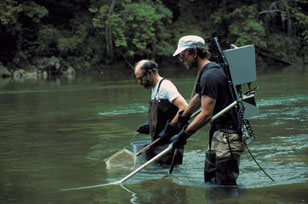 Richard Horwitz and Paul Overbeck sampling fish by backpack electroshocker