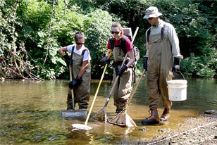 field crew sampling for american eels using backpack electorfishing 