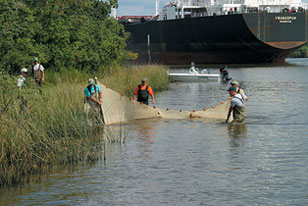 field crew seining for shoreline fish along an estuarine shipping channel 