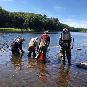 Scientists in a river with nets looking for specimens