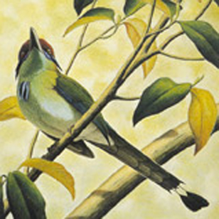 Orange Crowned Motmot drawing