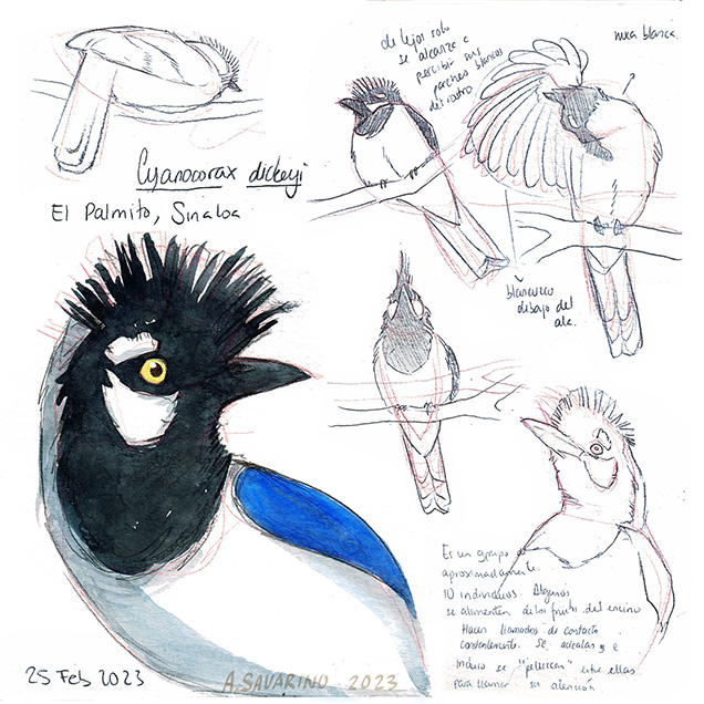 Several sketches and one watercolor of a Cyanocorax dickeyi