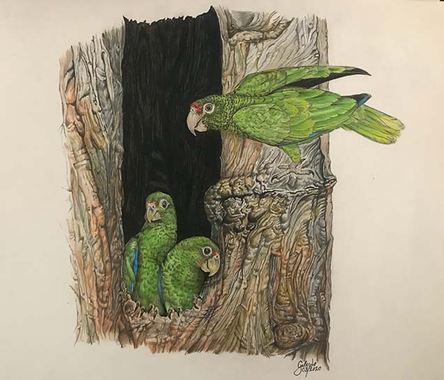 A painting of three green parrots in a tree.