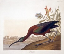 Plate 387, Birds of America