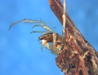 Nectopsyche caddisfly