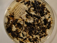 Bug samples