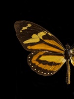 Peale Butterfly