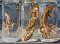 Herpetology Collections