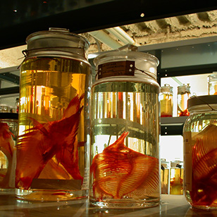 Three jars of fish on a shelf.