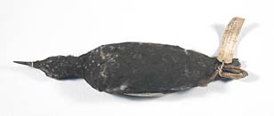 Black Guillemot specimen
