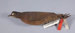 Brown Tinamou specimen