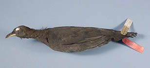 Cinereous Tinamou specimen