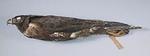 Galapagos Hawk specimen