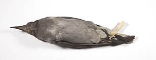 Lava Gull specimen