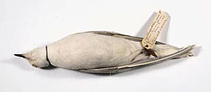 Ross Gull specimen