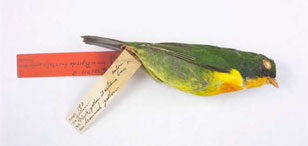 Clement B. Newbold | Ornithology Collection Donors | Research At The ...