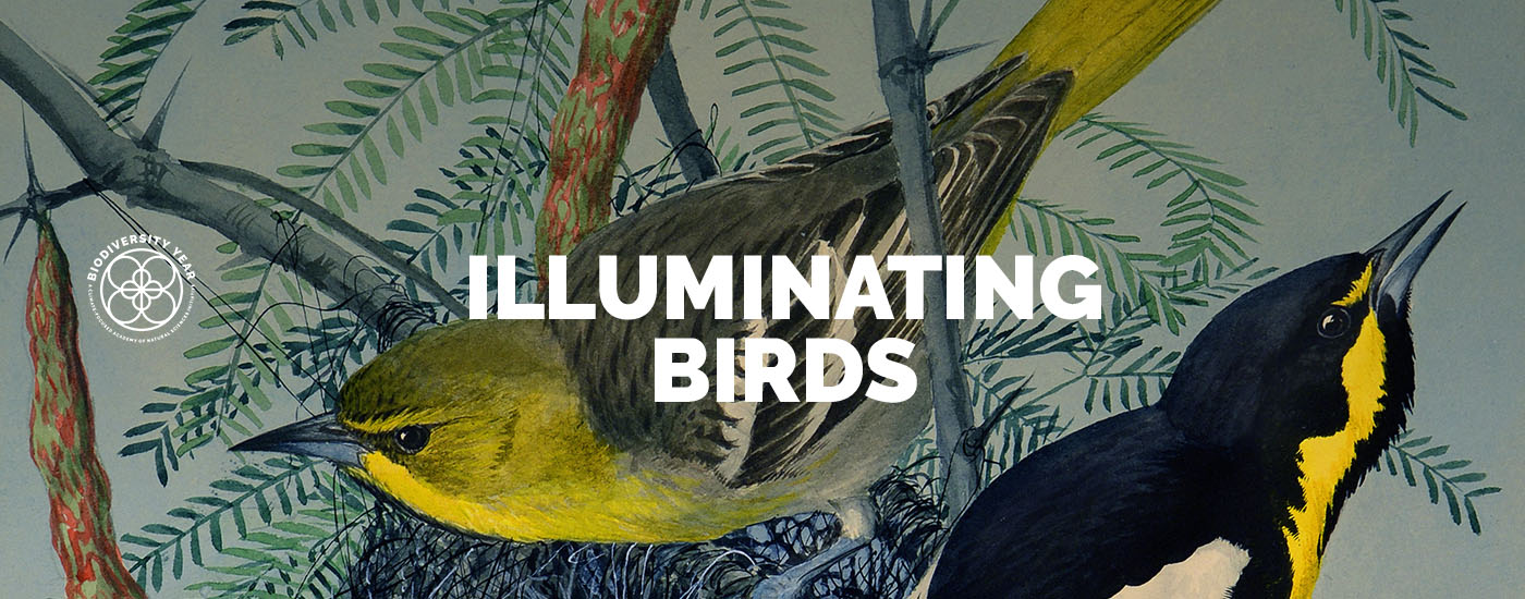 Illuminating Birds