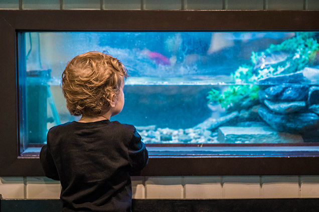 young boy looking at fish tank