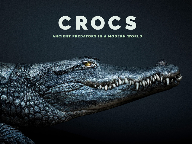 Dwarf West African crocodile • Fun Facts and Information For Kids