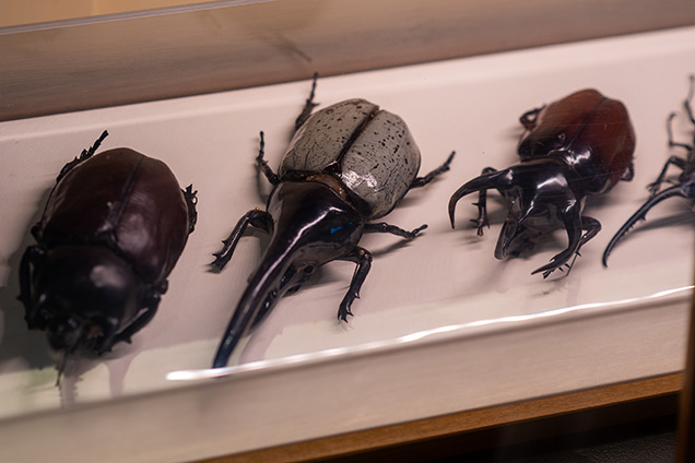 Four pinned beetles are displayed in a row.