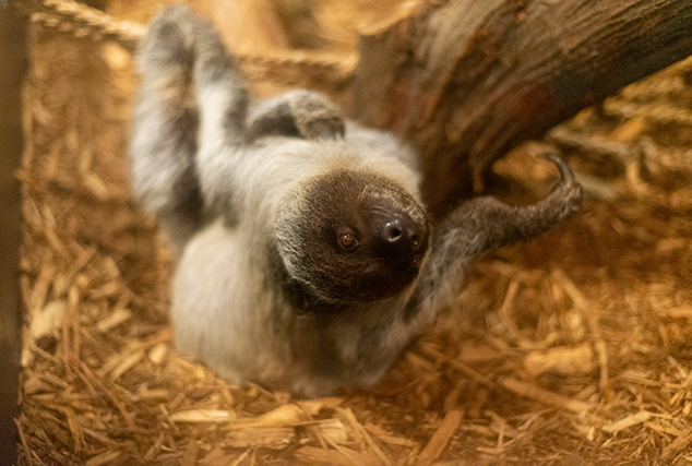 Lulu the Sloth