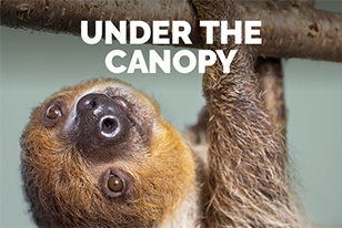 A sloth hanging from a branch. "Under the Canopy"