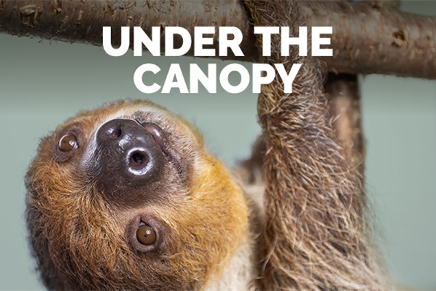 A sloth hanging from a branch. 'Under the Canopy'