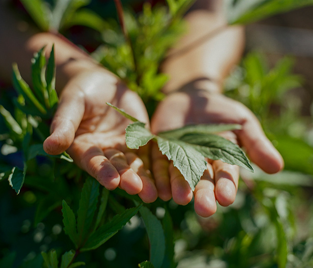 two hands holding a green leaf surrounded by plants