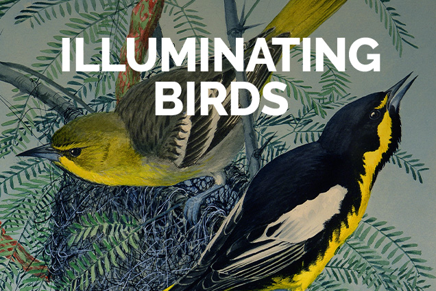 Illuminating Birds 