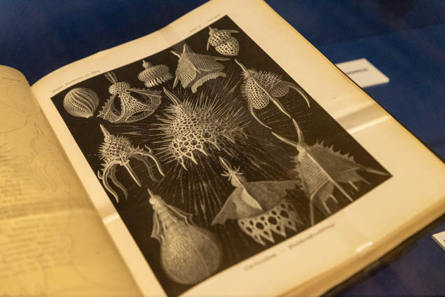 archrival book open to page of radiolaria