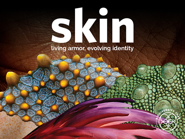 skin living armor evolving identity graphic showing animal skins