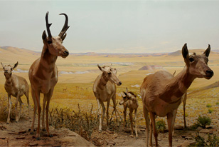 Diorama of American pronghorn showing one male, three females and a young individual.