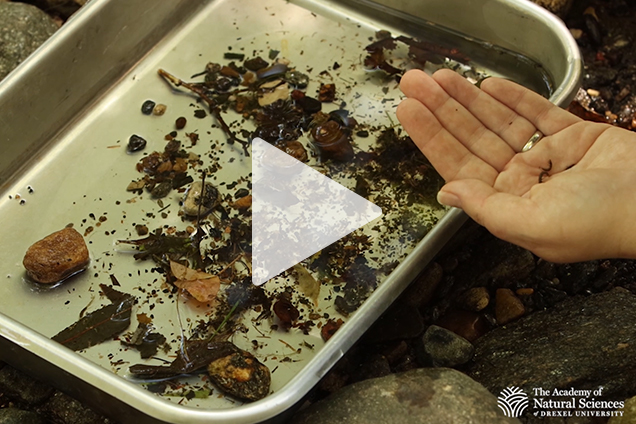 A metal pan with specimens from a river with a scientist sifting through them.