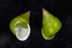 Papustyla_pulcherrima Shells