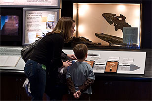 mother and son looking at reconstruction of the fossil Tikaalik in Science at the Academy
