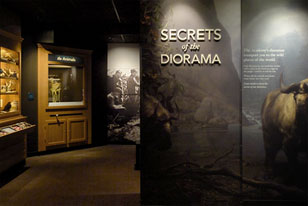 diorama parts, videos and a taxidermied gazelle in 'Secrets of the Diorama'